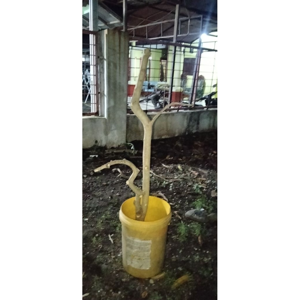 bahan bonsai serut