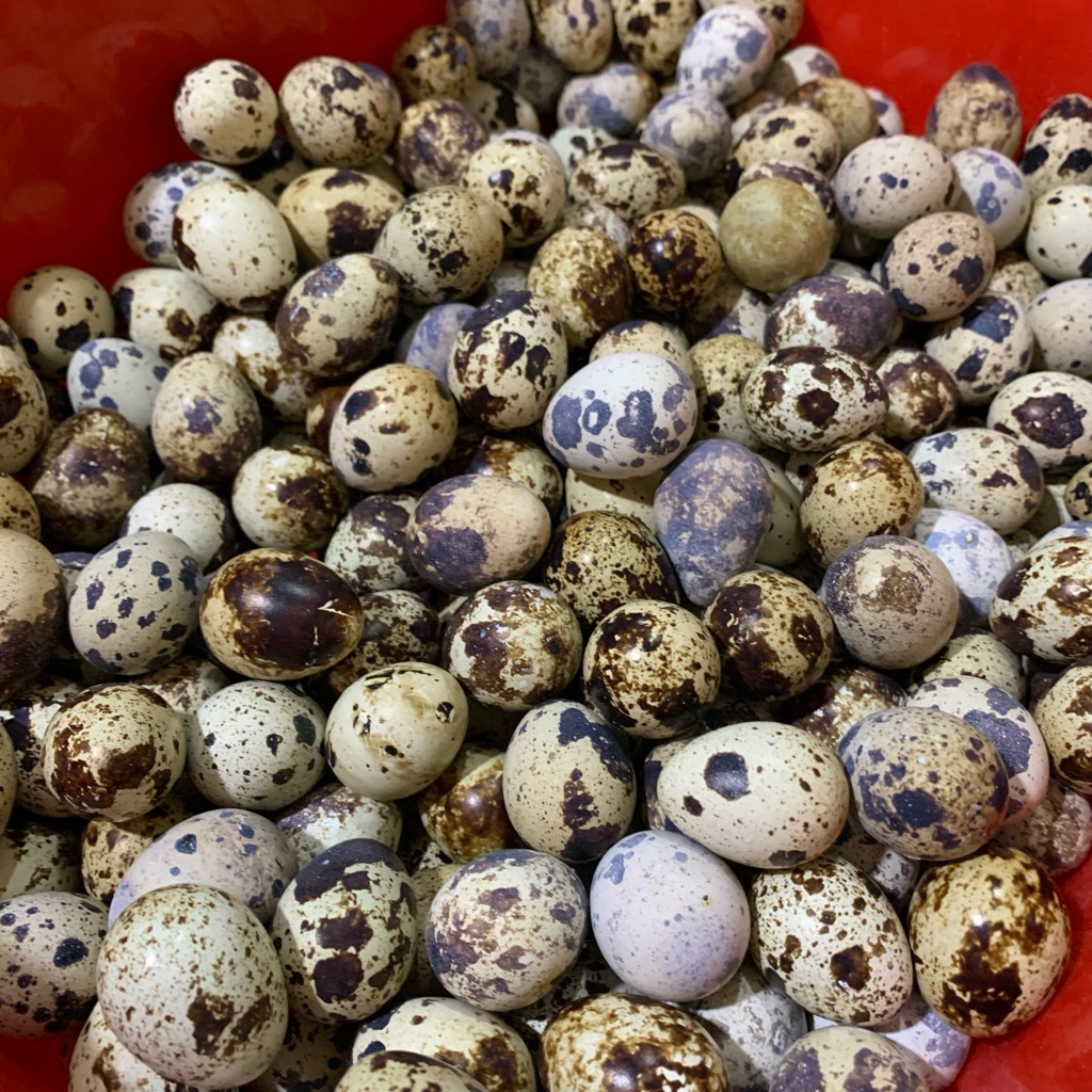 Telur Puyuh 1kg