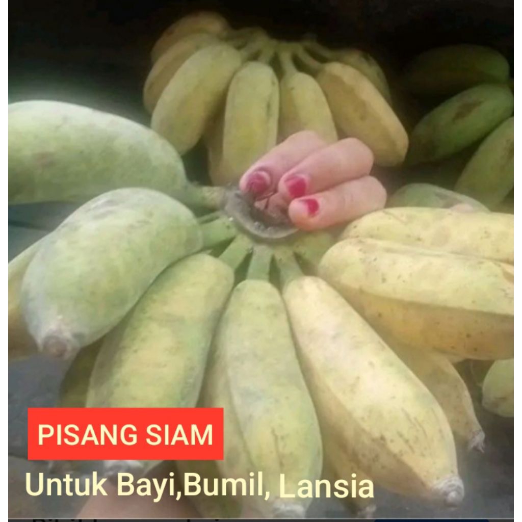 PISANG SIAM MATANG POHON MANIS  (ORIGINAL) HARGA 1 SISIR SUPER