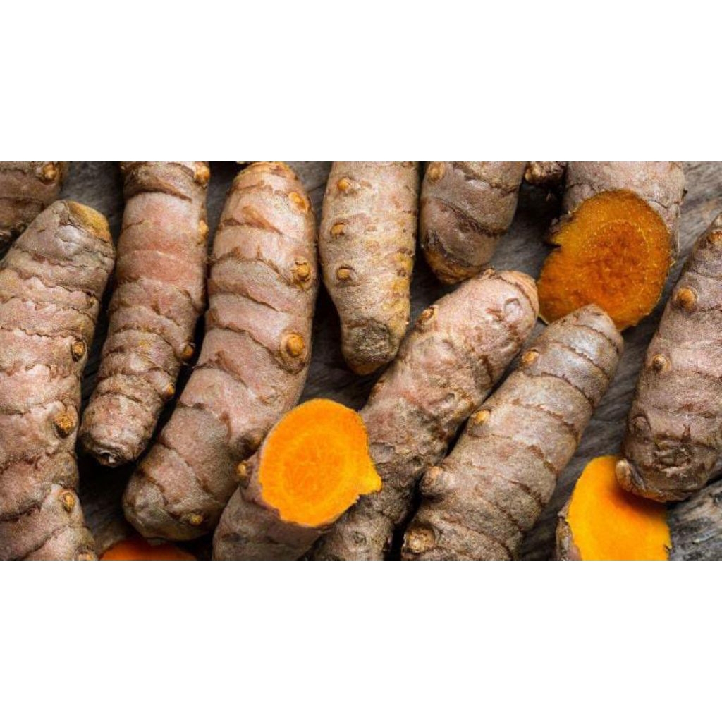 Temulawak segar 1 kg , temulawak jumbo
