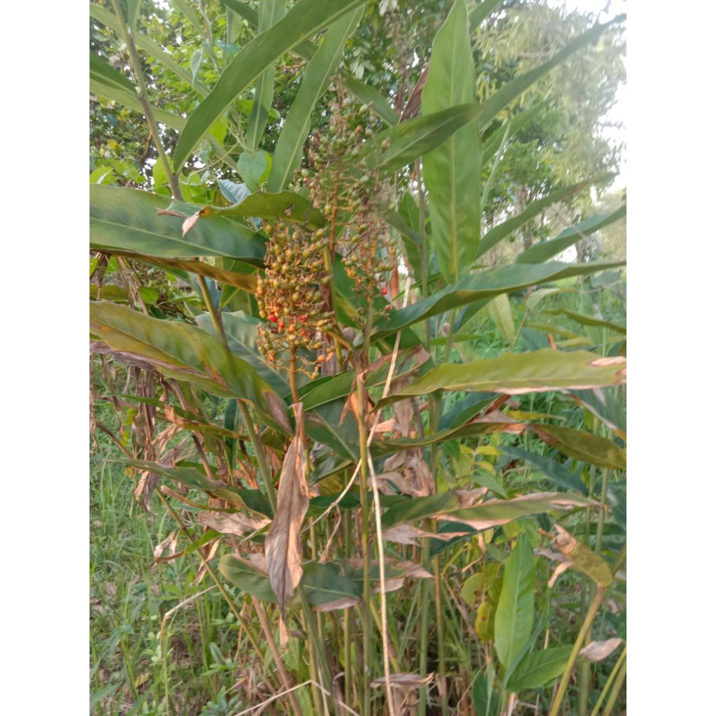 buah lengkuas kering
