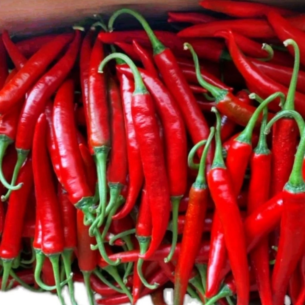 Cabe Merah Besar / Cabe Merah