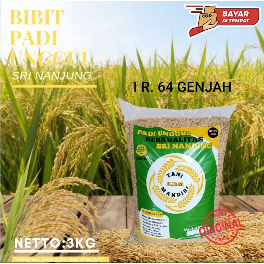 BIBIT PADI IR 64 KEMASAN 3KG KUALITAS BIBIT UNGHUL