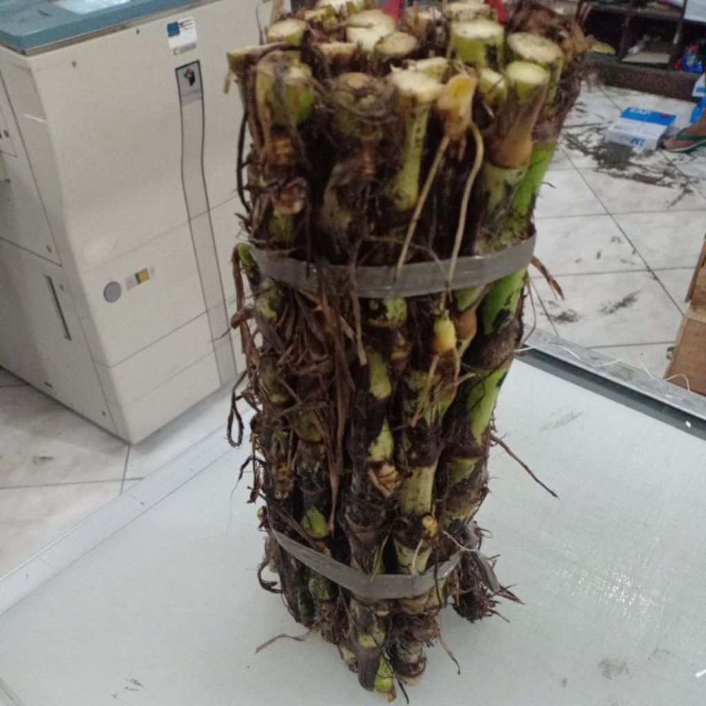 Bibit Rumput Odot Super isi 1 Kg (Harga Kiloan)