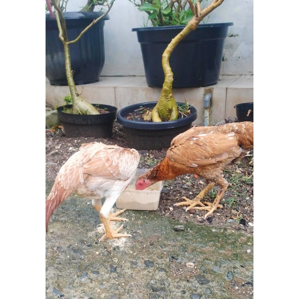 ayam pama IQ x BK betina calon indukan