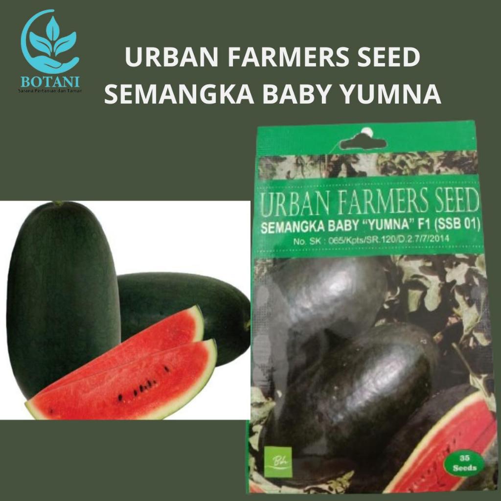 Benih Semangka Baby Yumna - Urban Farmers Seed Hijau Merah Hijau Merah