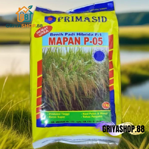 ORIGINAL Benih Padi Unggul Mapan P05 Berkualitas Kemasan 1Kg Padi mapan P05 Original Benih Padi Mapa