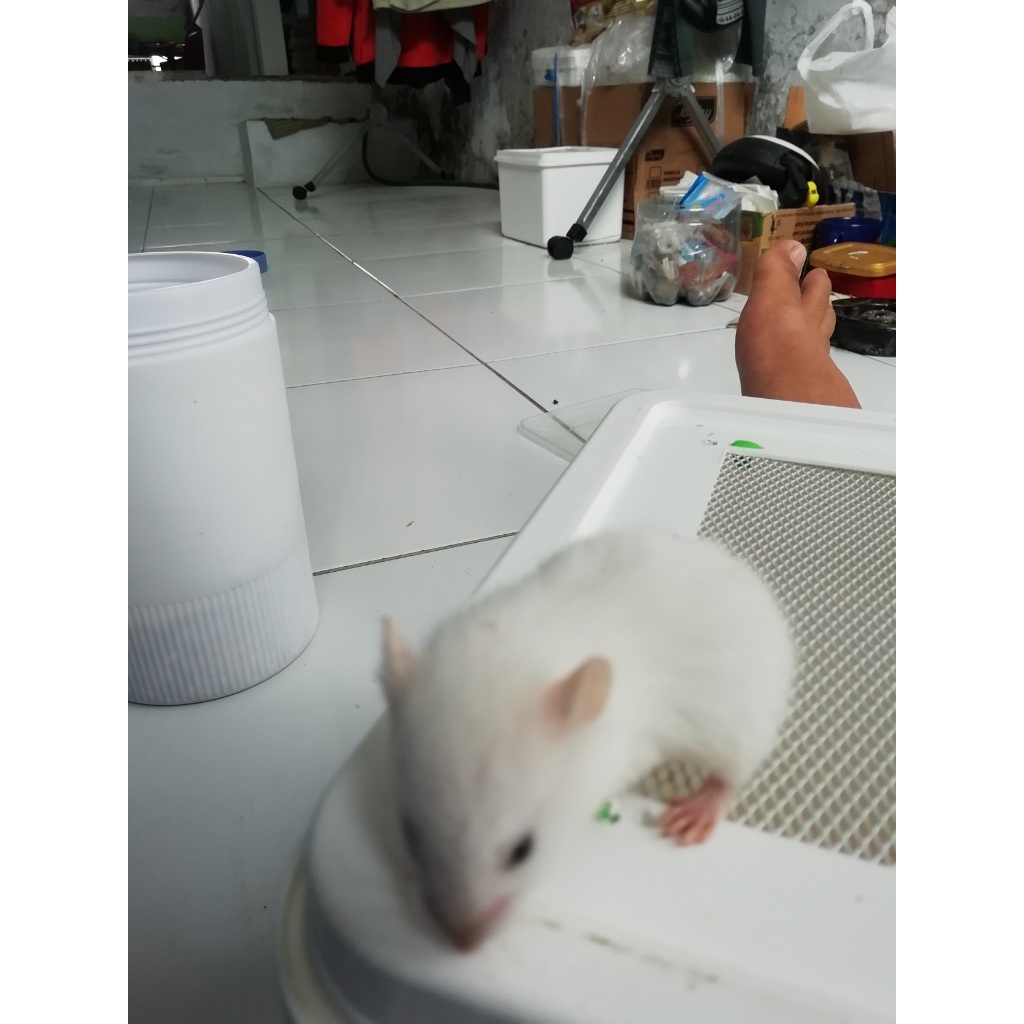 HAMSTER SYRIAN WHITE SHORT HAIR
