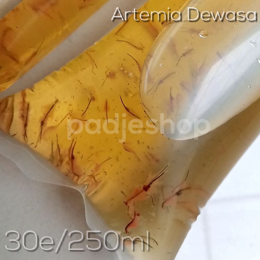 Artemia Hidup Dewasa Air Asin