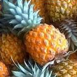 Nanas Madu Pemalang | AYAM AYAMKU