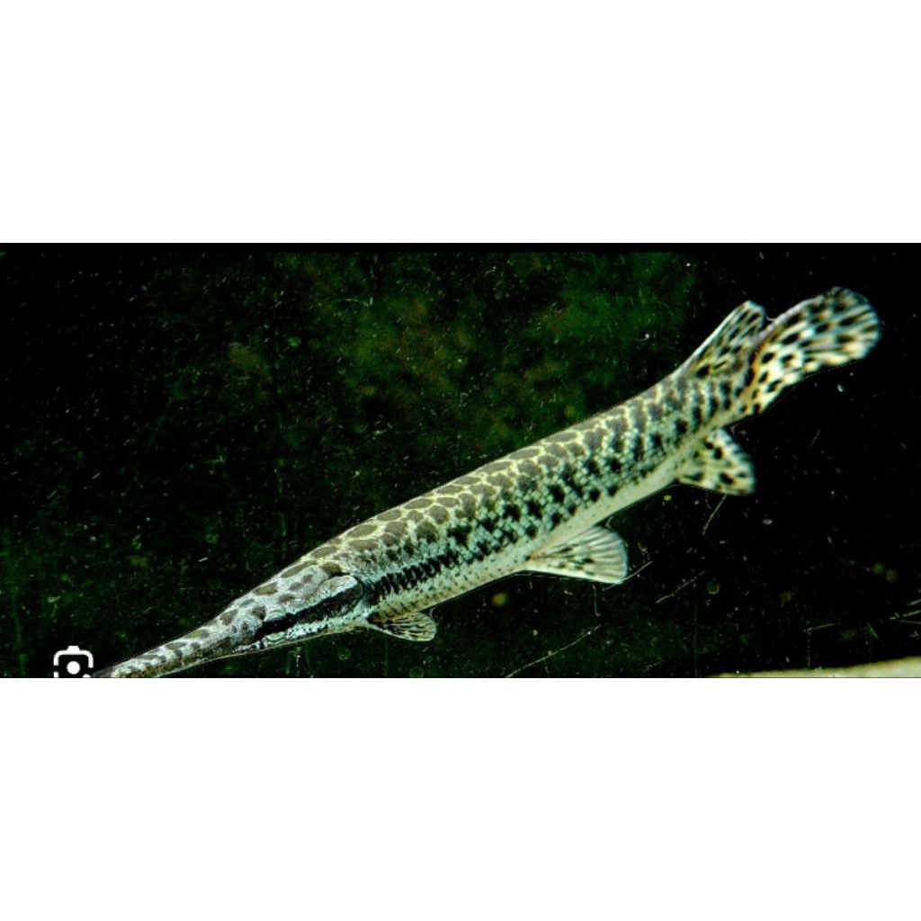 koleksi florida gar 10-14cm