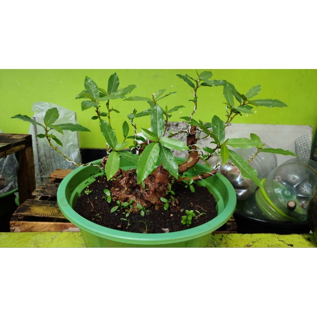 bonsai loa