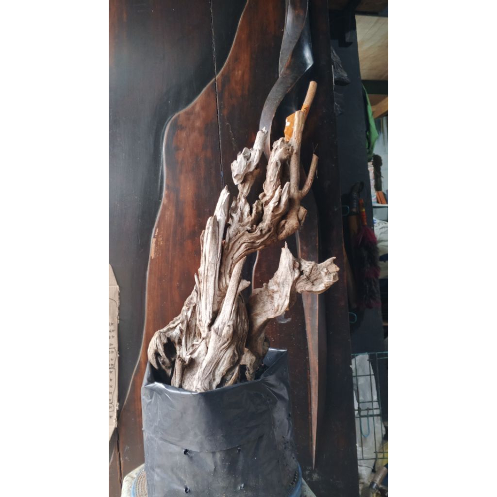 Bahan Bonsai Wahong