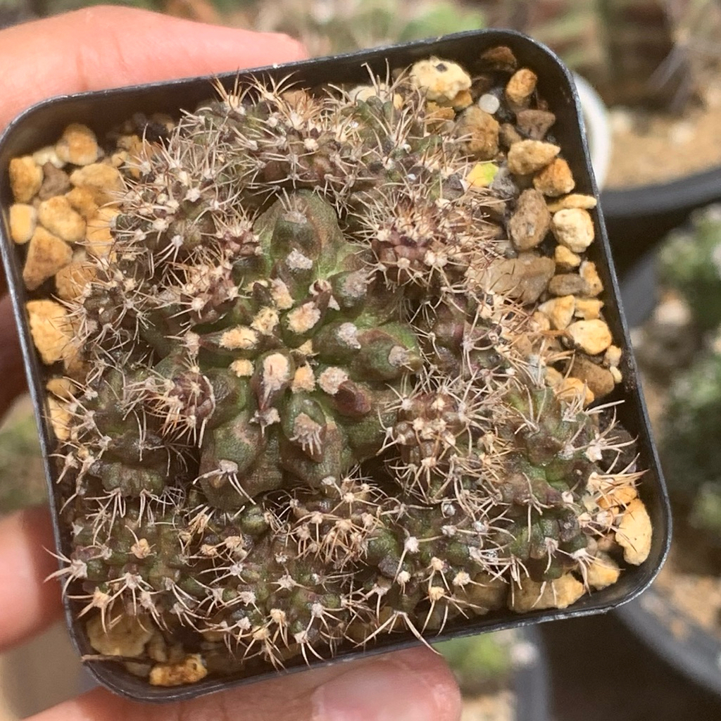 Tc3 gymno tlux hybrid cluster kaktus gymnocalycium miha mihanovichii t series tanaman hias hidup gur