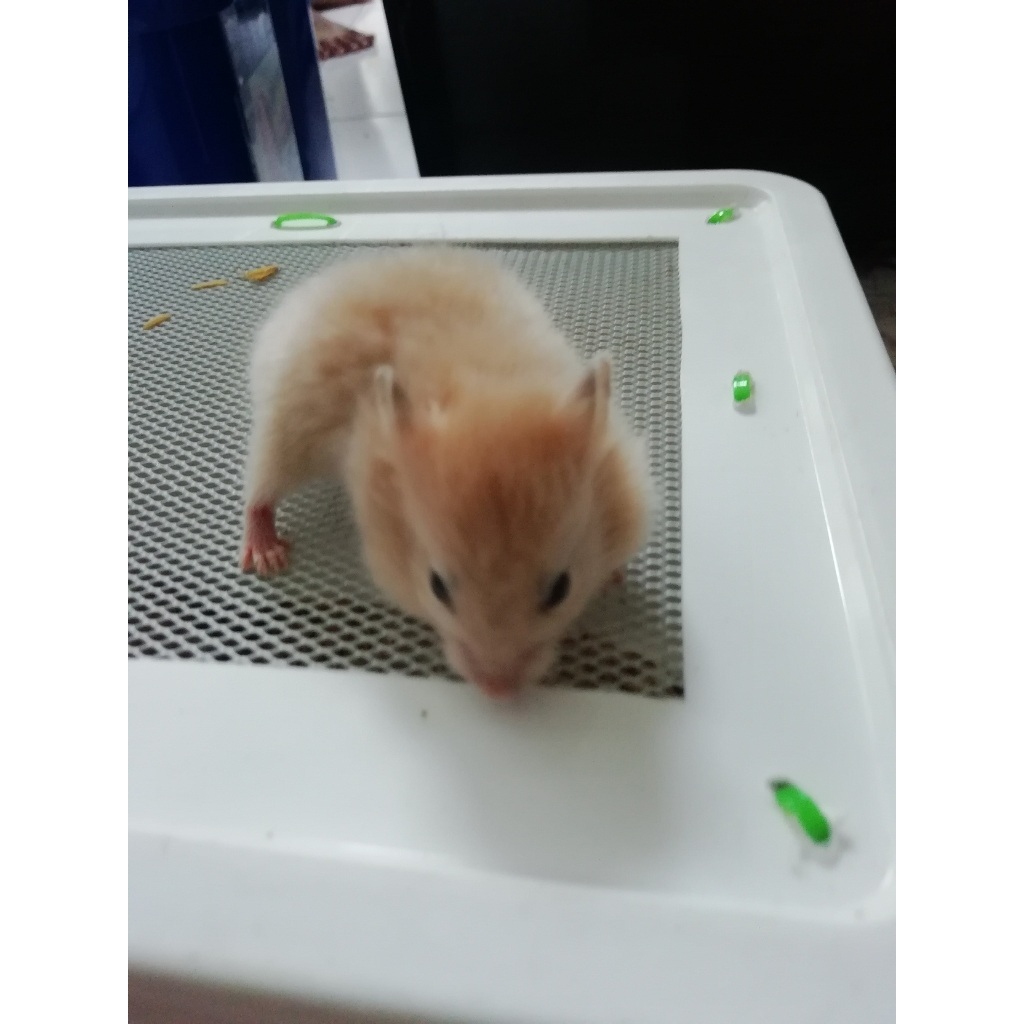 HAMSTER SYRIAN SATIN 3 LONG HAIR