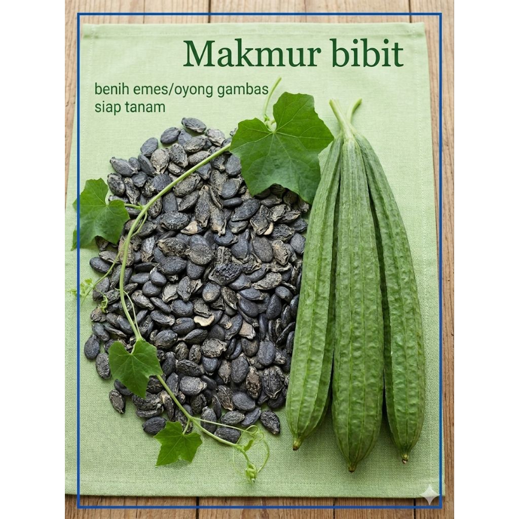 (100 benih) bibit emes / oyong gambas. unggul berkualitas