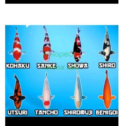 BIBIT KOI BLITAR TERLARIS GRADE A SIZE 10-12 CM