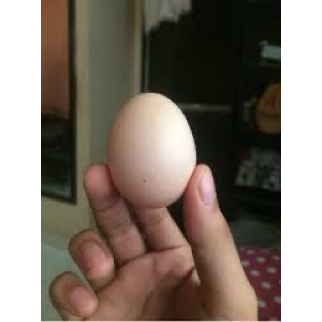 Telur ayam kampung petelor Elba FERTIL BERGARANSI  / Telur Elba /Telur fertil
