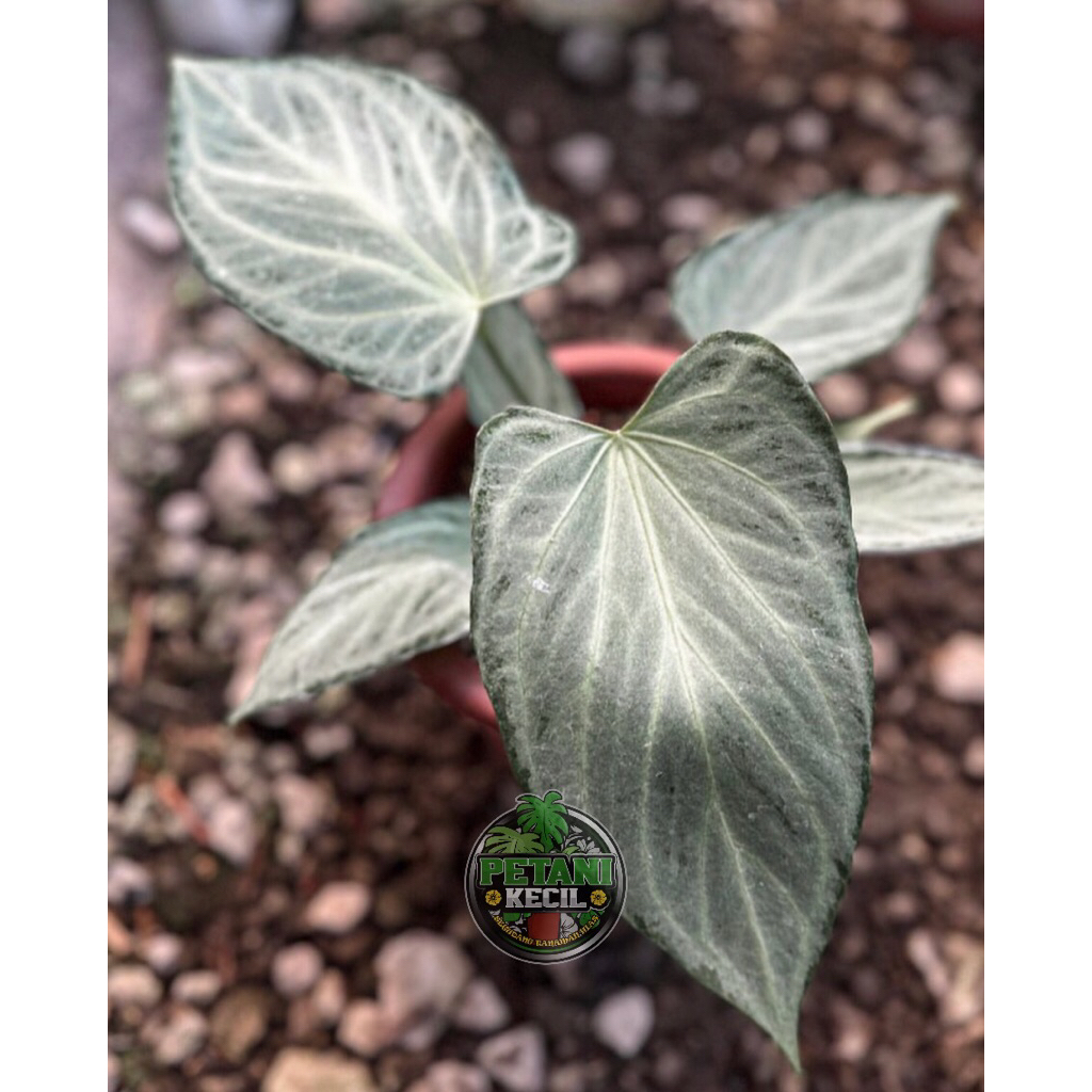 Anthurium Silver Blush - Anthurium Kuping Gajah silver blush