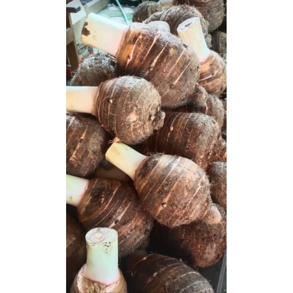 Talas Bogor Mentah 1 kg - Empuk, Tidak Gatal, Langsung dari Petani
