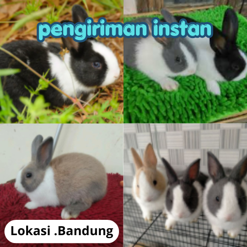 Kelinci Hias Dutch Usia Minimal 2 Bulan