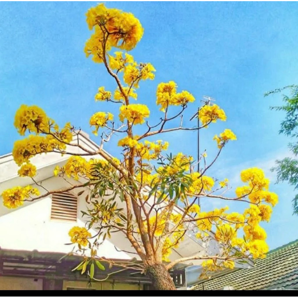 TANAMAN TABEBUYA 2 Meter Pohon Pelindung - Kuning