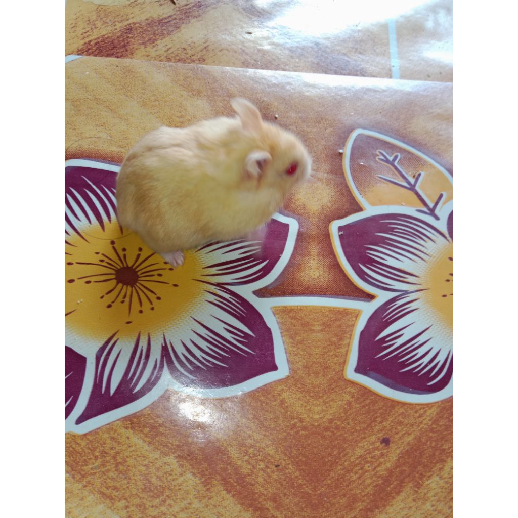 calon indukan hamster winter