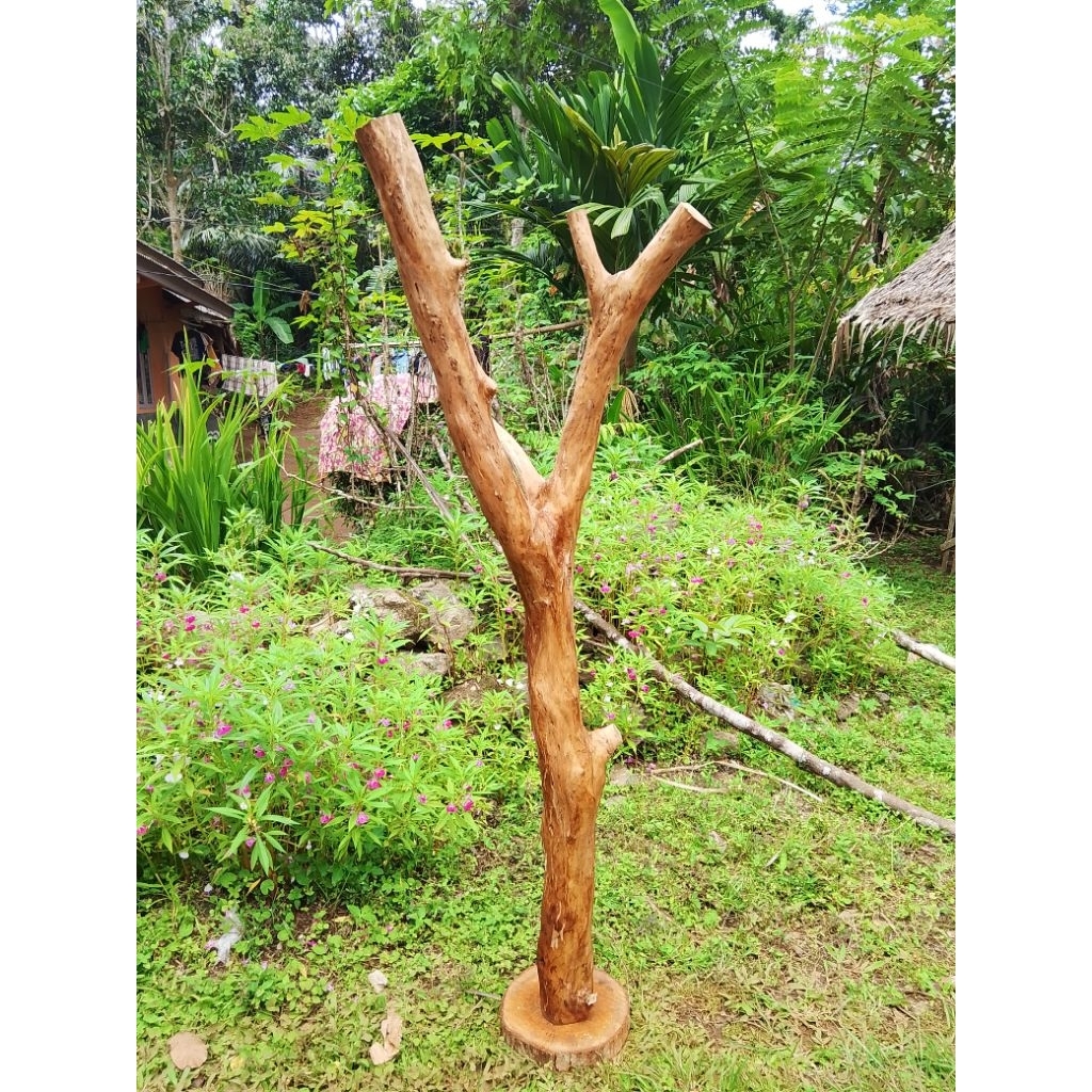 Bonggol kayu kopi/media tanam anggrek/tinggi 130cm+tatakan kayu bulat
