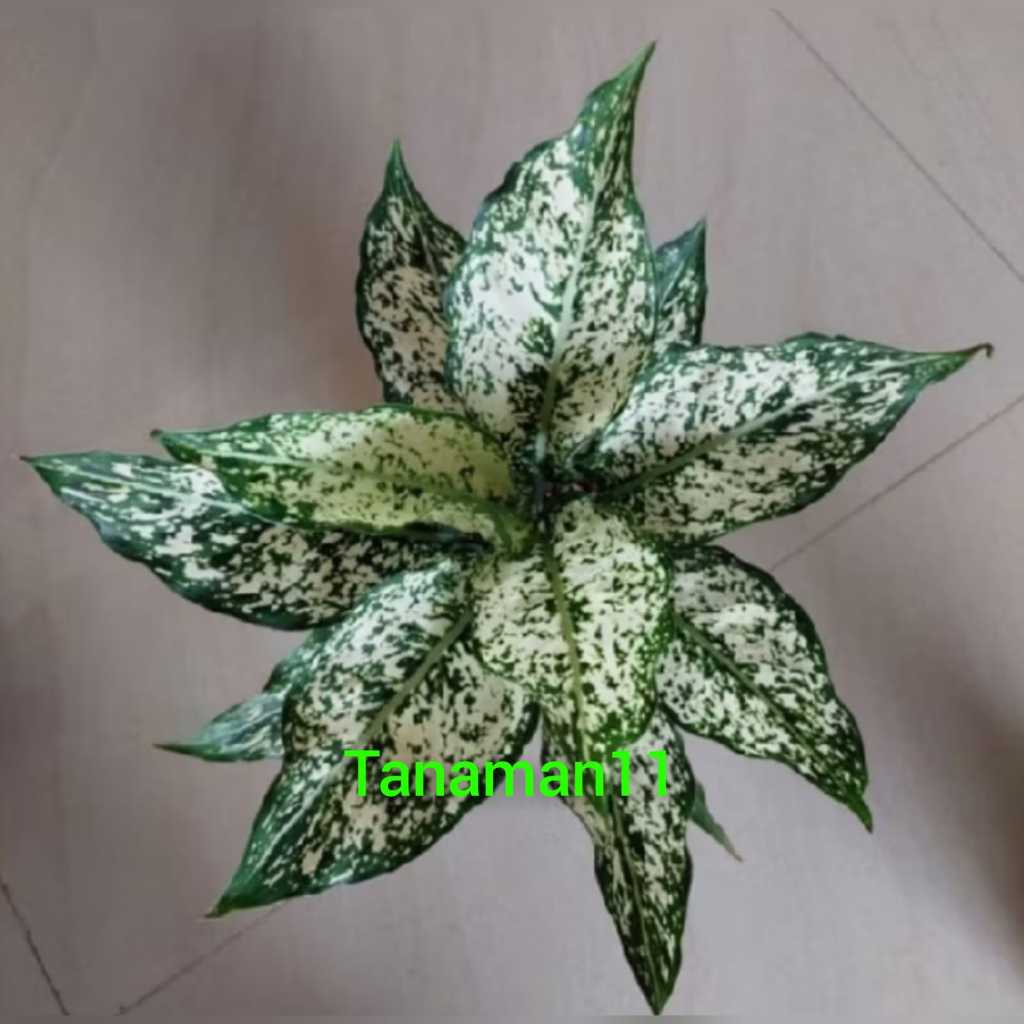 Tanaman aglonema snow white beras tumpah