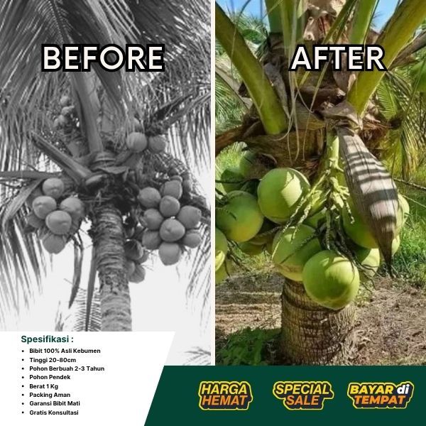 DICARI PENDERES  Pohon Kelapa Pendek Berbuah Lebat, Pohon Kelapa Pendek Cepat Berbuah