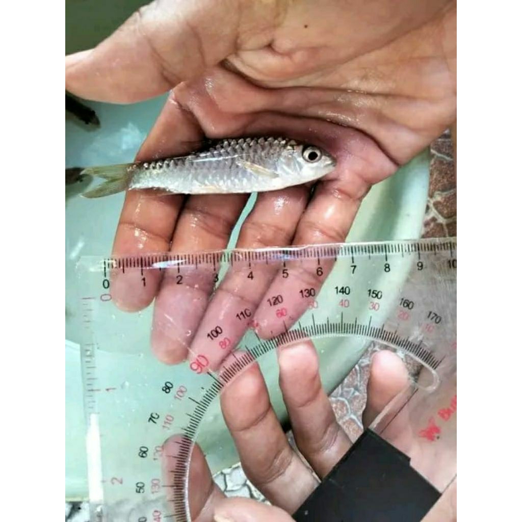 Mahseer 7_9 Cm