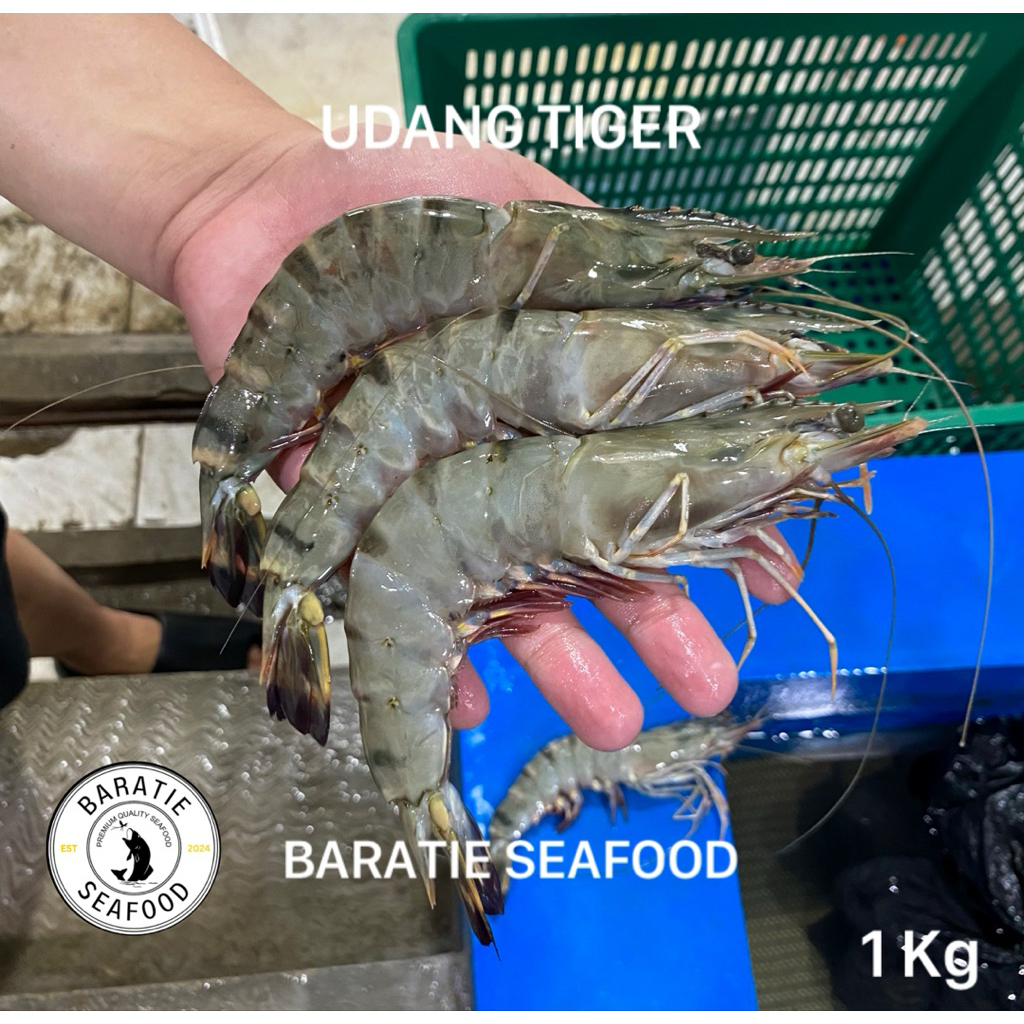 Udang Pancet Jumbo Fresh Frozen/ Tiger Shrimp/ Udang Windu (1 Kg)