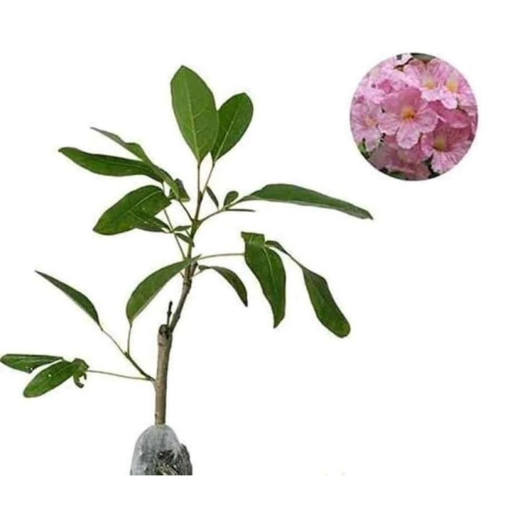 Bibit tanaman hias tabebuya pink - tanaman hias tabebuya pink
