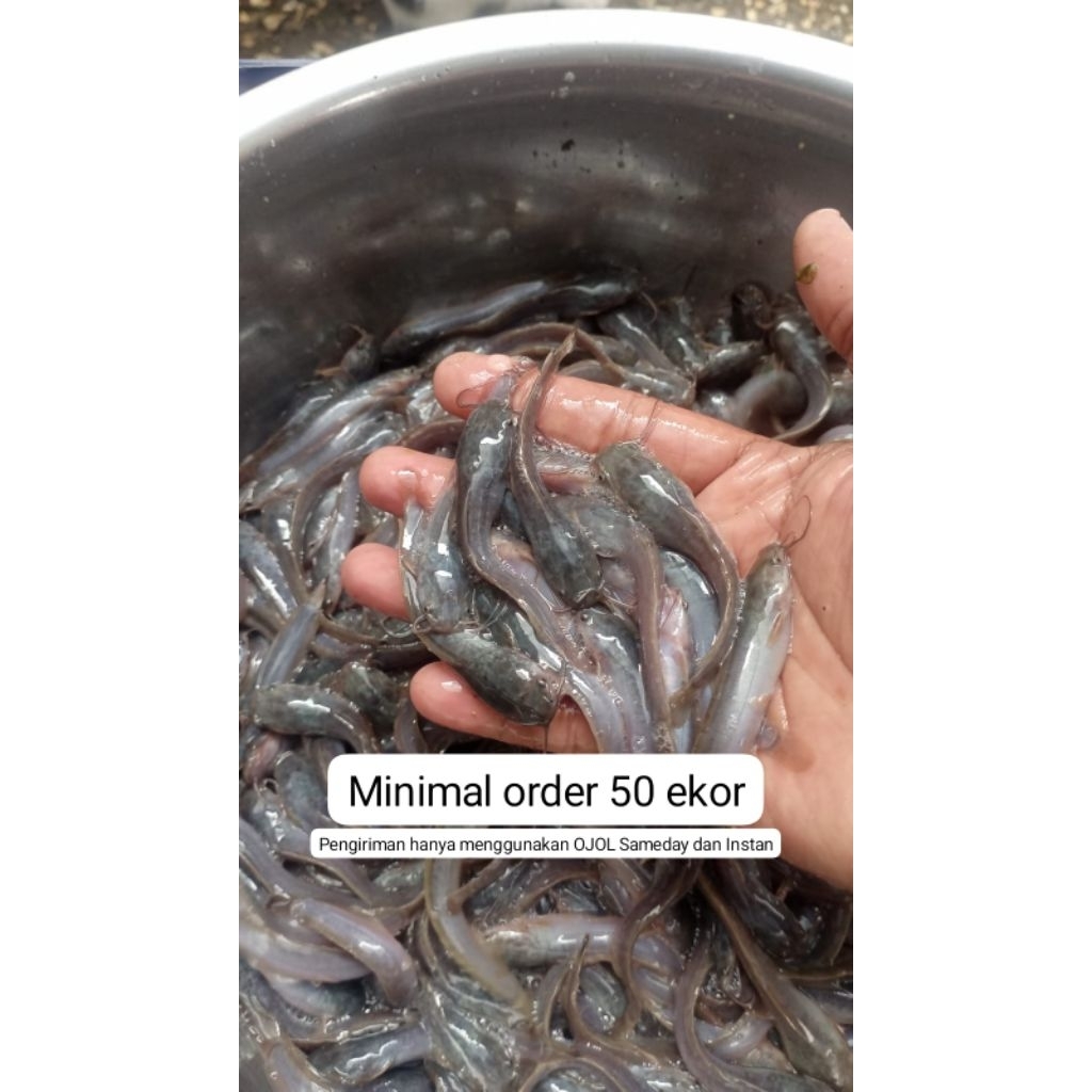 bibit lele 8_9 sangkuriang