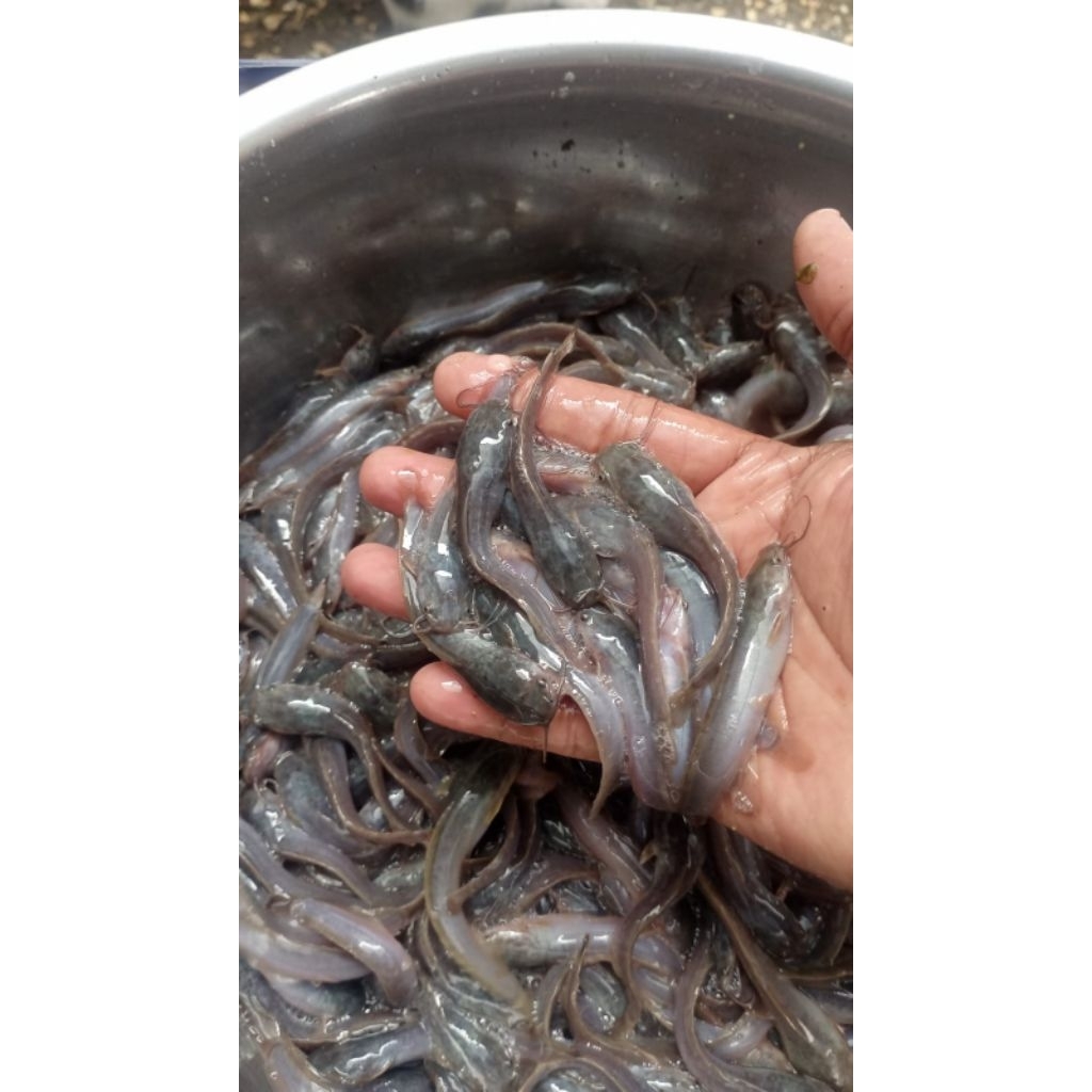 bibit lele sangkuriang 78