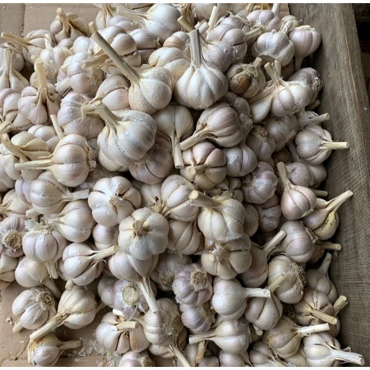 Bawang Kating / Bawang Putih Kating 1kg Bersih