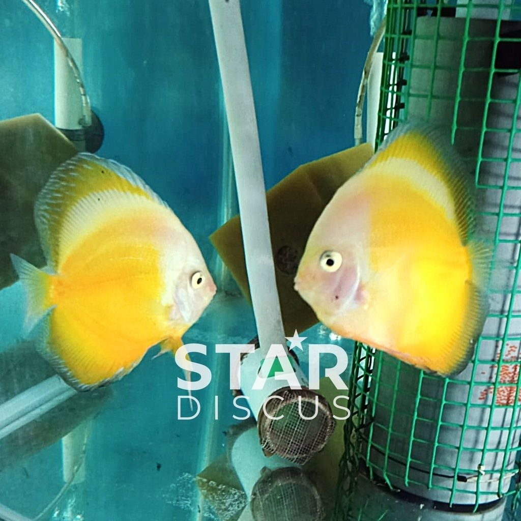 Burayak Yellow Discus induk Berkualitas