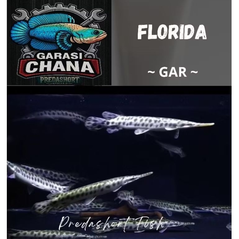 koleksi florida Gar beekualitas bergaransi