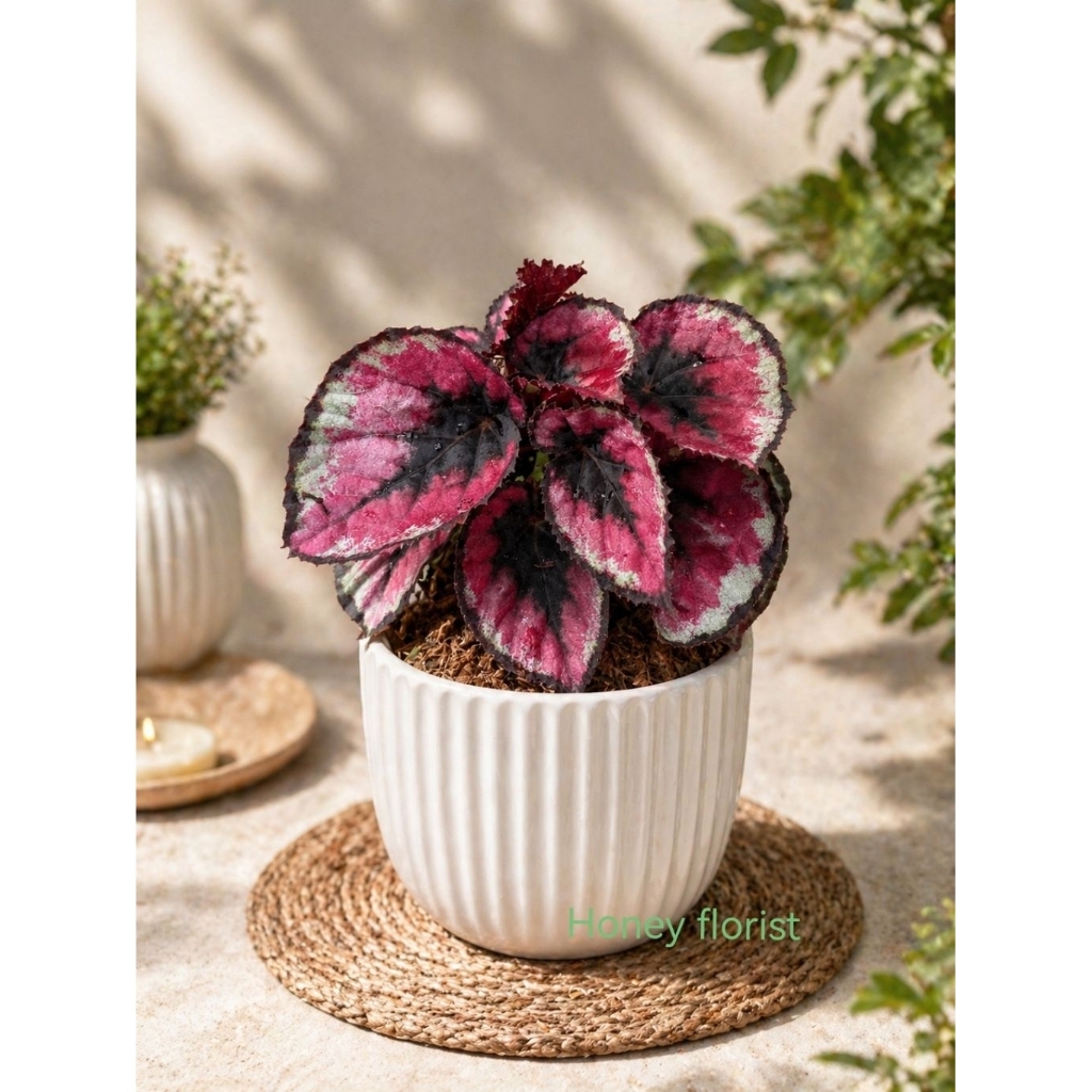 begonia red pita tanaman hias begonia merah daun unik dan rimbun
