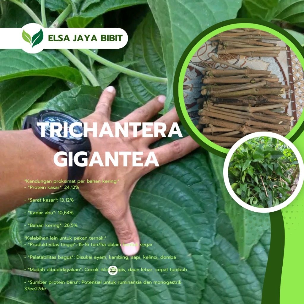 Stek trichantera gigantea