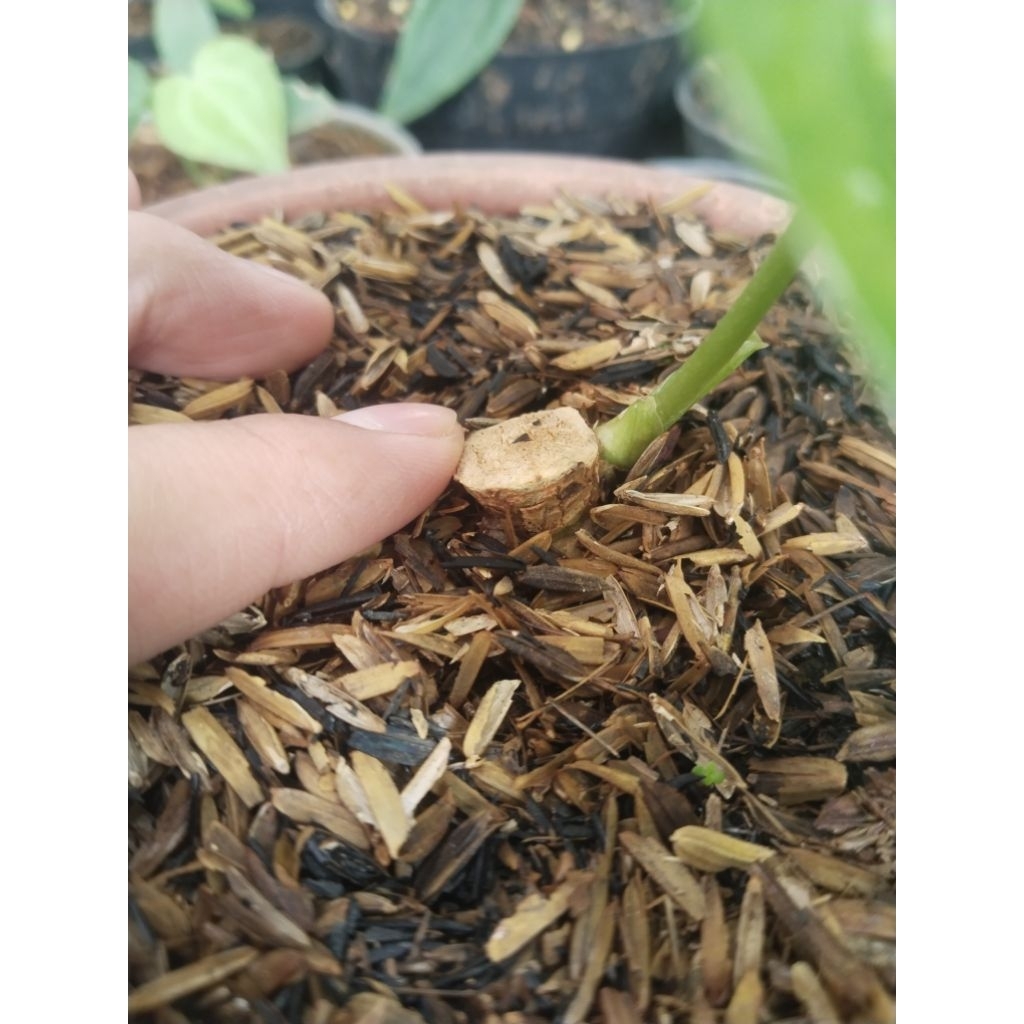 anthurium jari varigata trah mewah ( bonggol besar)
