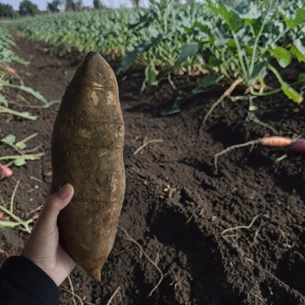 BUAH YAKON/UBI YAKON/UMBI YAKON JUMBO ASLI WONOSOBO 1 KG