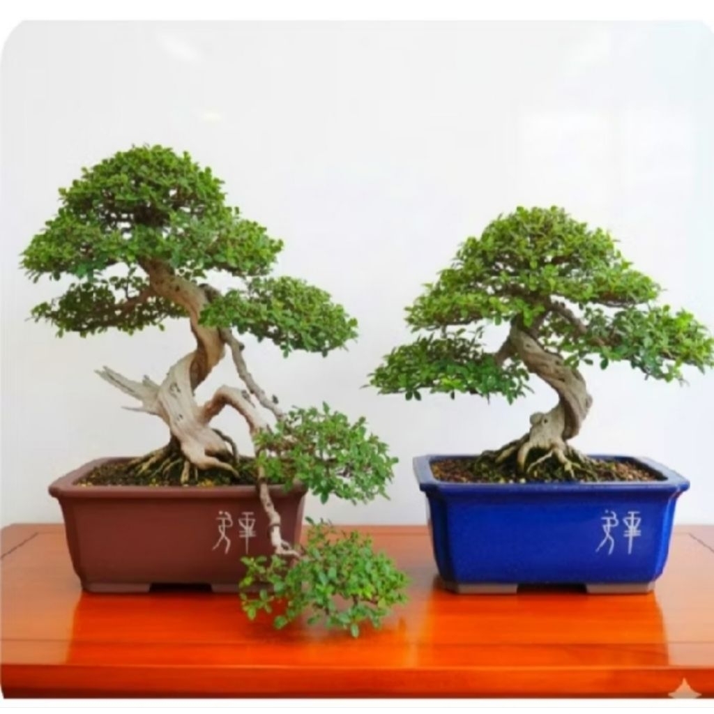 Pot keramik premium / pot keramik tanaman hias bonsai
