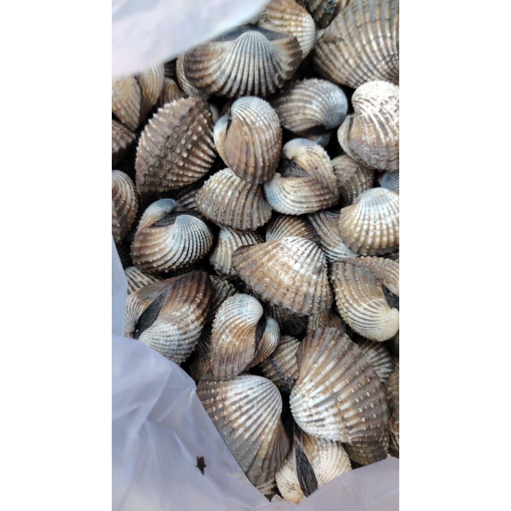 KERANG DARA SUPER BESAR