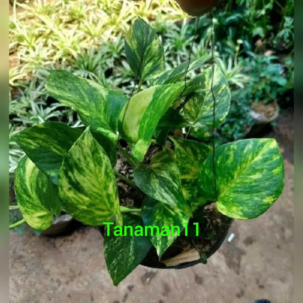 Tanaman srigading varigata kuning PLUS POT gantung hitam rimbun