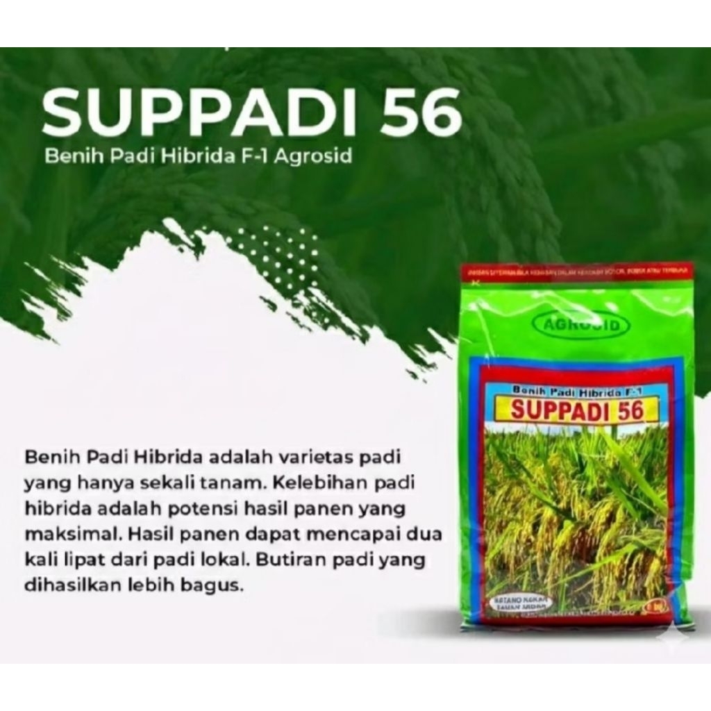 BENIH PADI SUPPADI 56 BERKUALITAS ORIGINAL PAKETAN 1KG