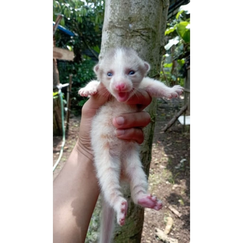 Musang Pandan Qualitas Premium