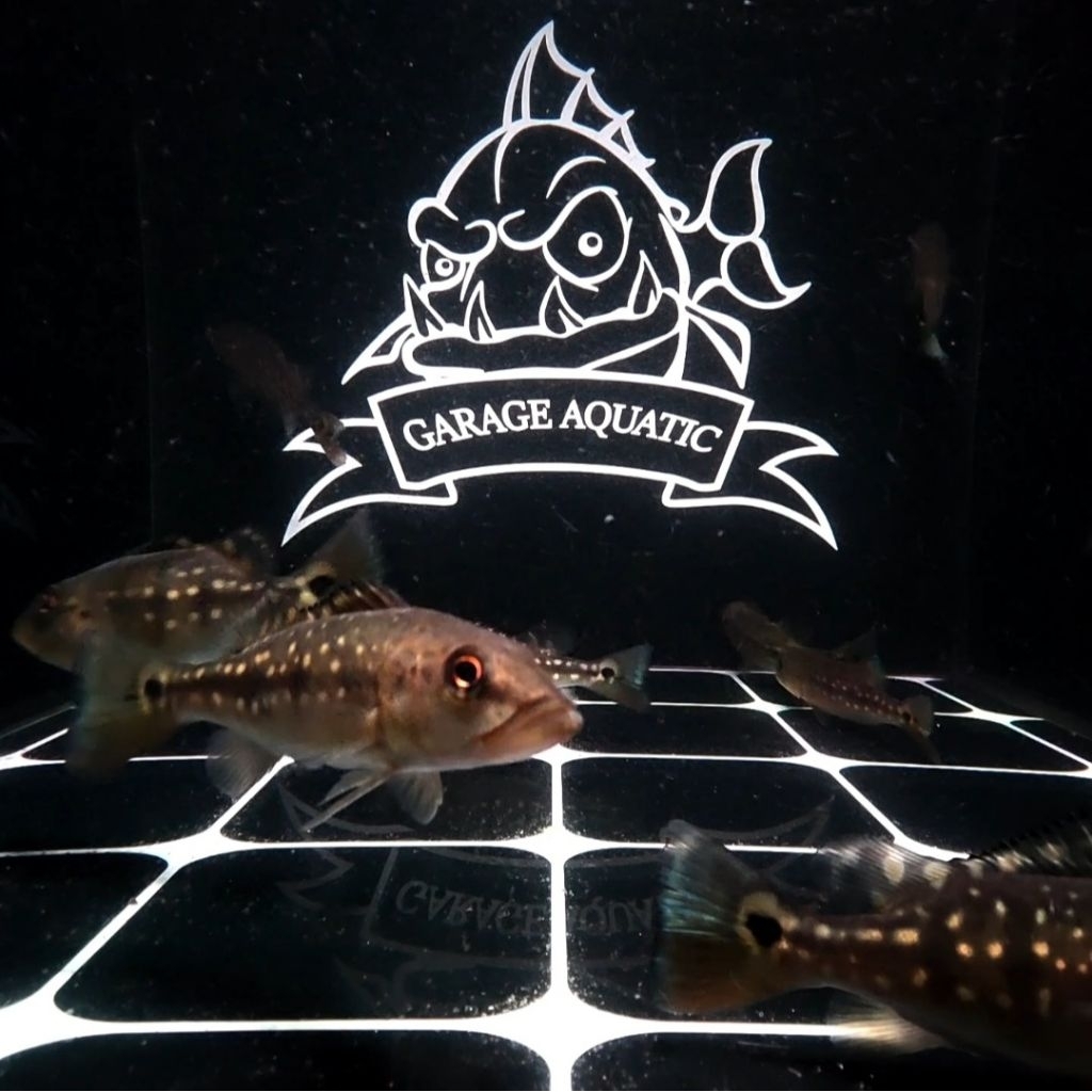 (INSTANT) PEACOCK BASS FOGO IKAN HIAS PREDATOR AQUARIUM KOLAM