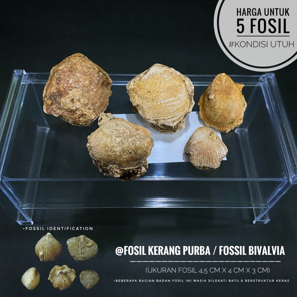 Fosil Bivalvia Purba Natural B18 atau Fosil Kerang Temuan atau Fosil Shell atau Fosil Keong atau Fos