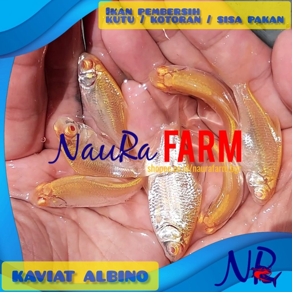 Kaviat Albino Mata Merah - Kapiat si Ikan Pemakan Kutu dan Sisa Pakan untuk Hiasan Aquarium Aquascap